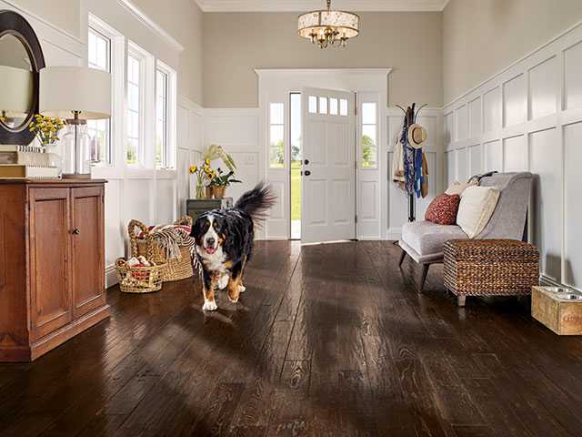 Large dog entering into a foyer to show pet-proof hardwood flooring