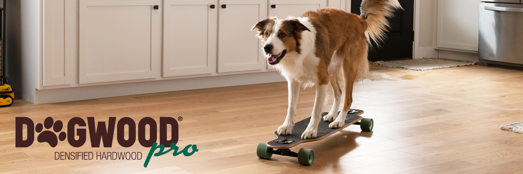 dog on skateboard on floor