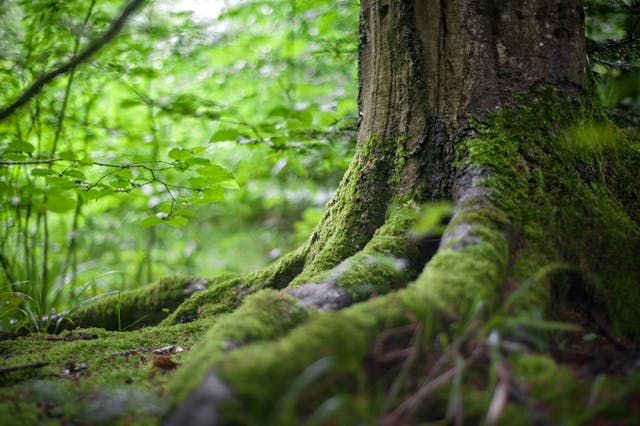 Close up of a tree trunk to show the sustainability of forest land