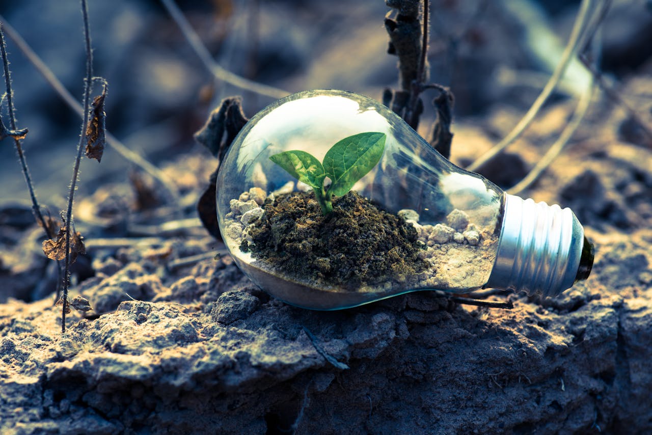 Glass globe sitting in soil with a plant growing inside to present eco-friendly wood flooring